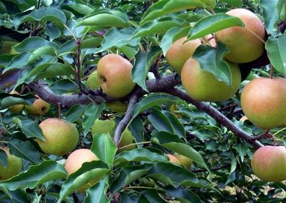 秋季去哪里？约上三五好友，一起来延边探寻山间野味！