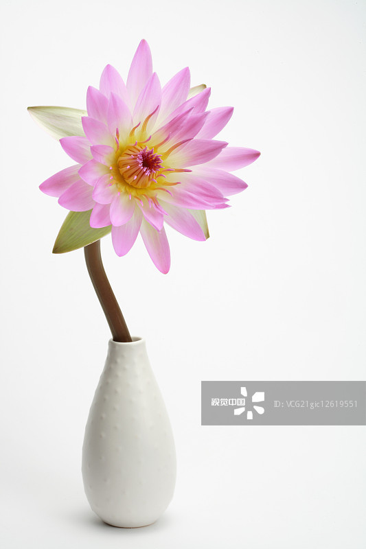 6种美好的花儿，陪你走过整个夏天的各个节气