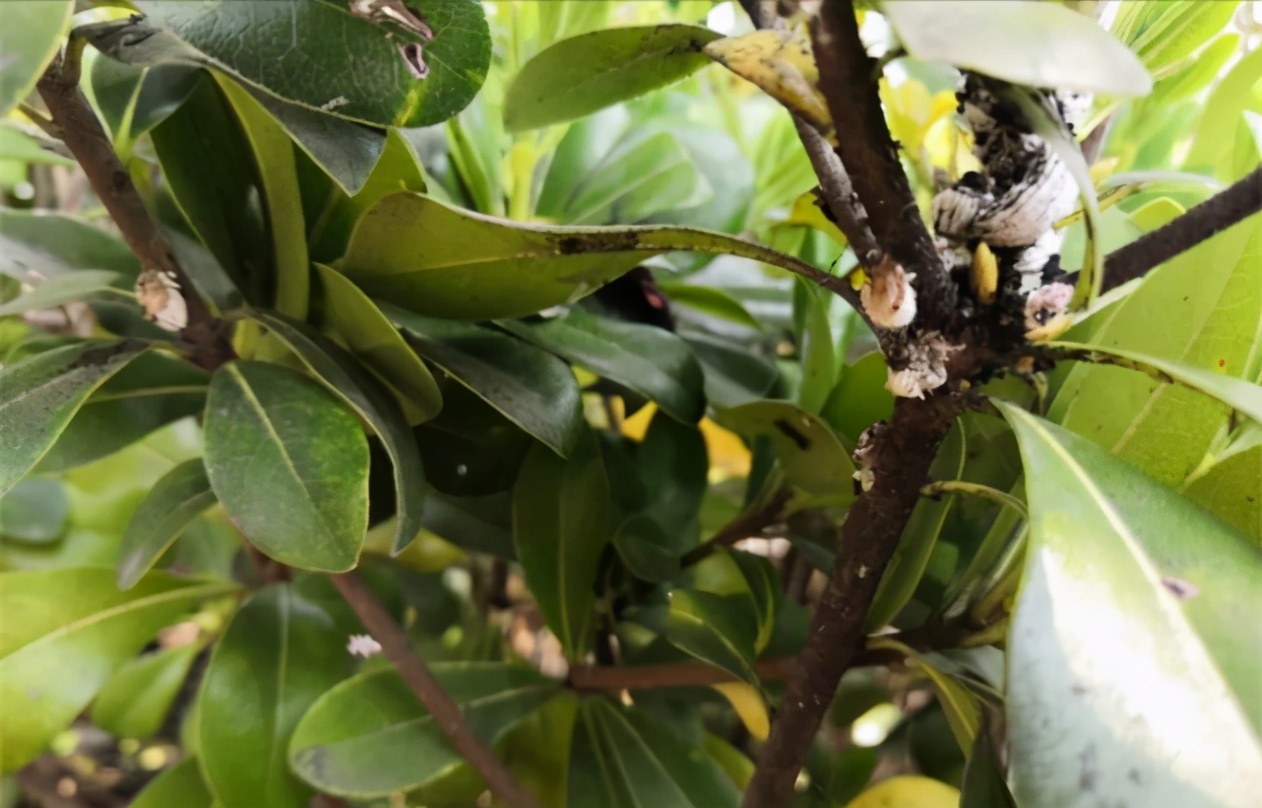 识别介壳虫,怎么判断介壳虫死活