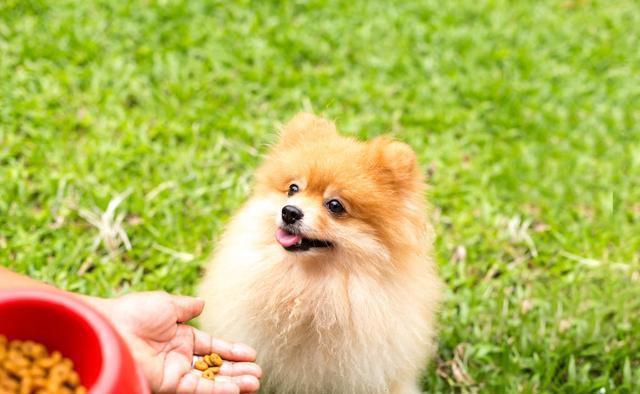 博美被宠坏后的征兆,博美为什么突然变乖了很多