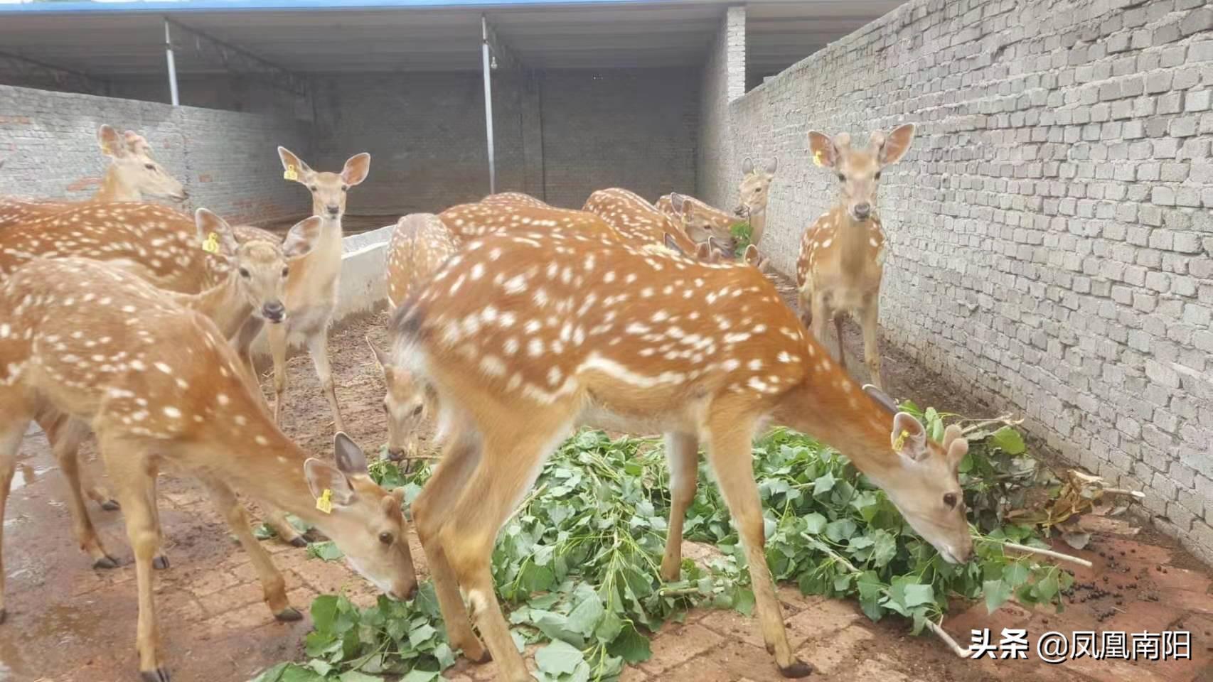 丁长伟梅花鹿养殖,邓州市丁长伟梅花鹿养殖有限公司