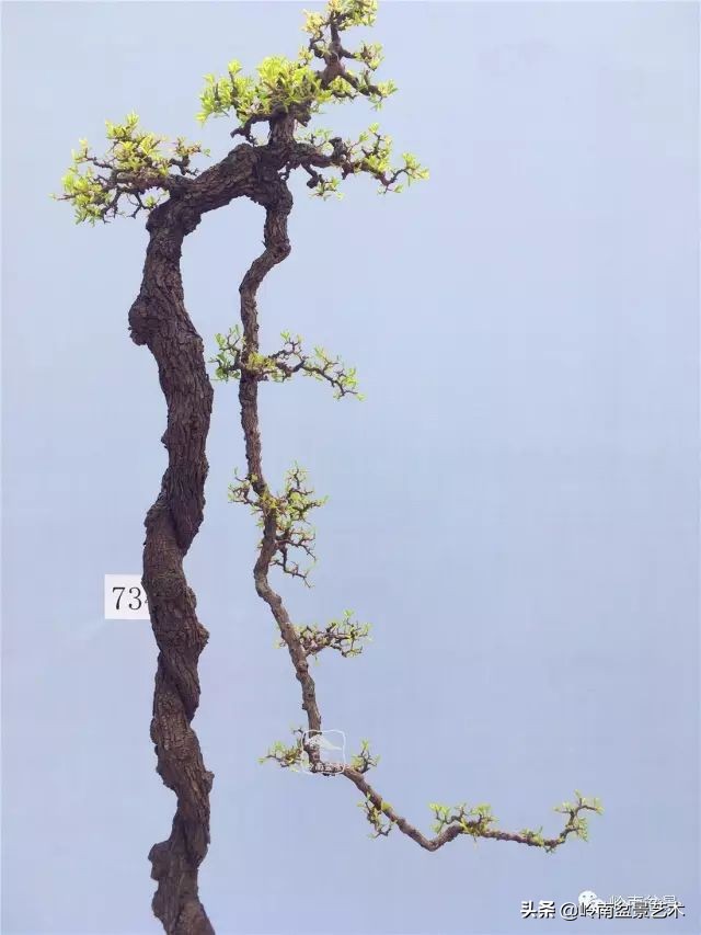 杂木盆景也毫不逊色,杂木盆景值钱吗