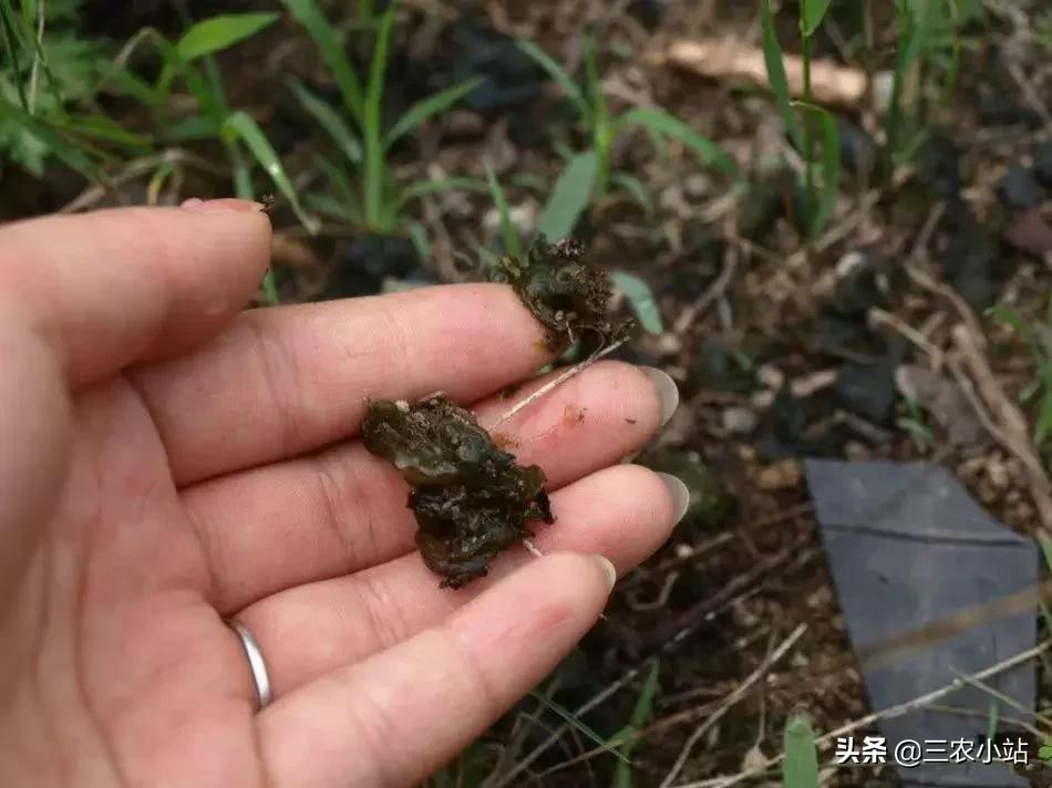 农村这种野菜“雨后”才出现，有人嫌脏，但营养极高