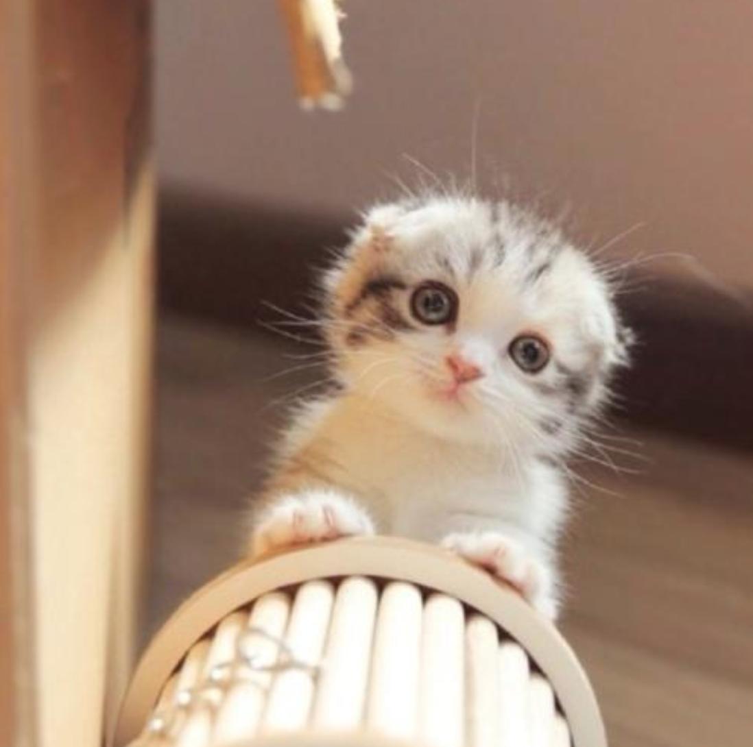 关于猫的幽默语言,跟猫有关的英语知识