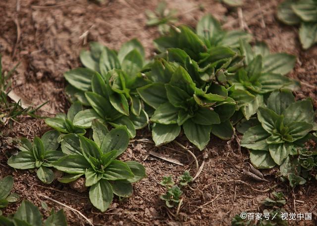 孕妈妈食谱5个月,春季炖汤食谱大全