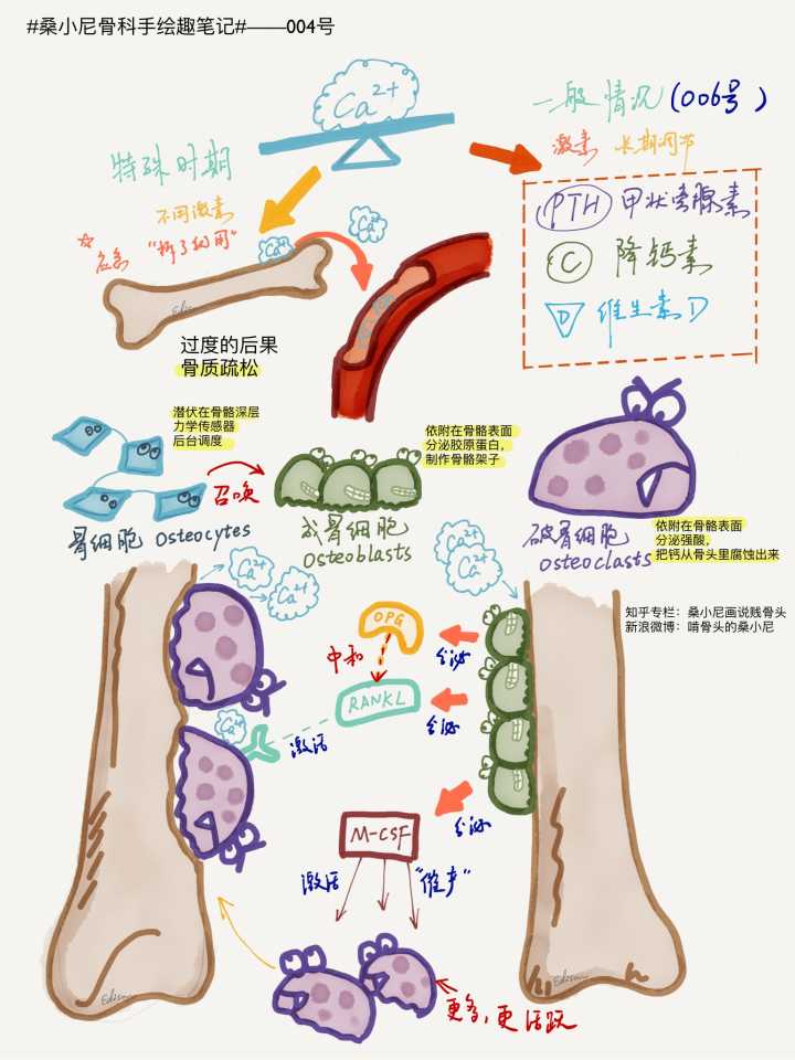 甲亢对身体哪些器官有影响,甲状腺结节甲亢会影响寿命吗