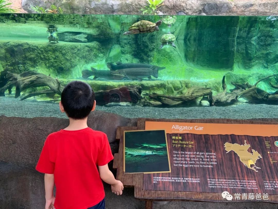 十一新加坡,新加坡5天4晚亲子游推荐哪家