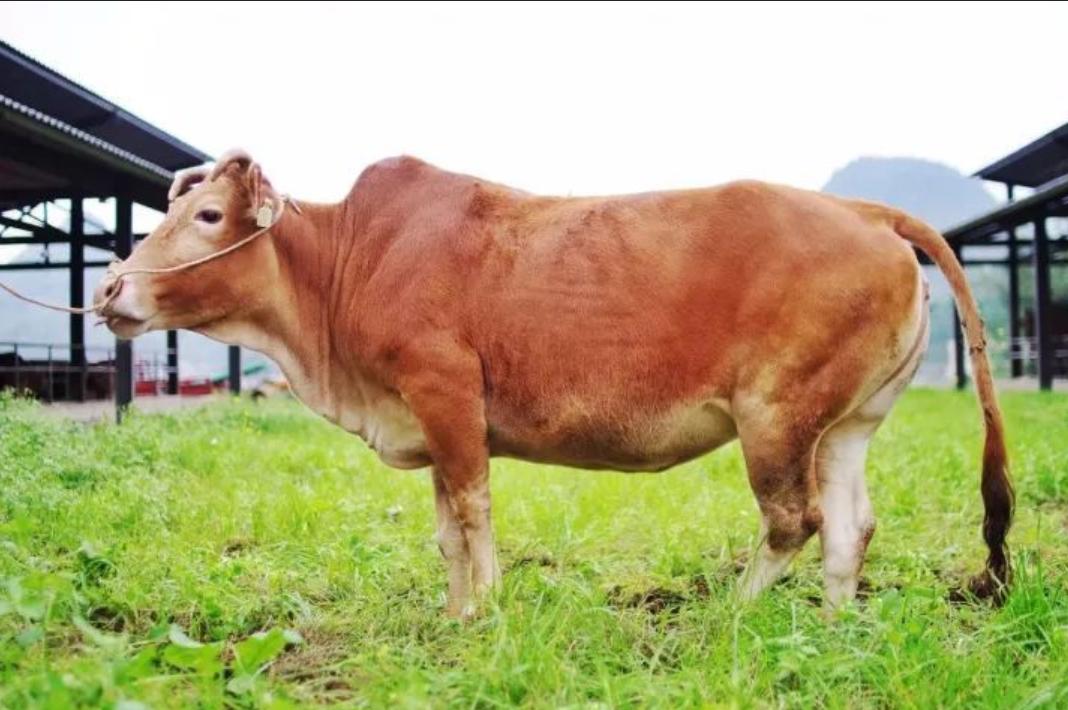 卖鲜牛肉吸引人的方法,热鲜牛肉到底好不好