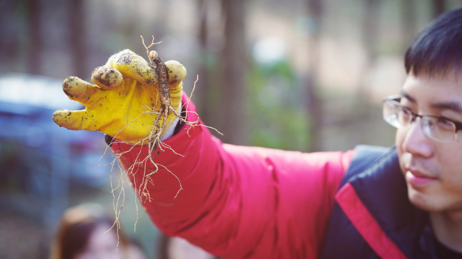 哇，人参随便挖！韩国还能这么玩