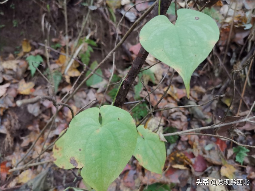 发现黔西北|毕节农村一种叫毛蕉的植物，做成食物很多人没有见过