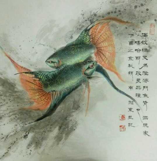 中国斗鱼有几种原生颜色,有三条黑线的泰国原生斗鱼