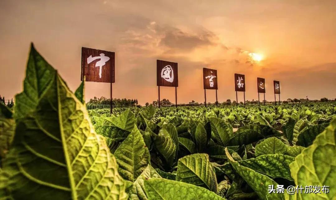 不负好春光文章,不负好春光的上一句