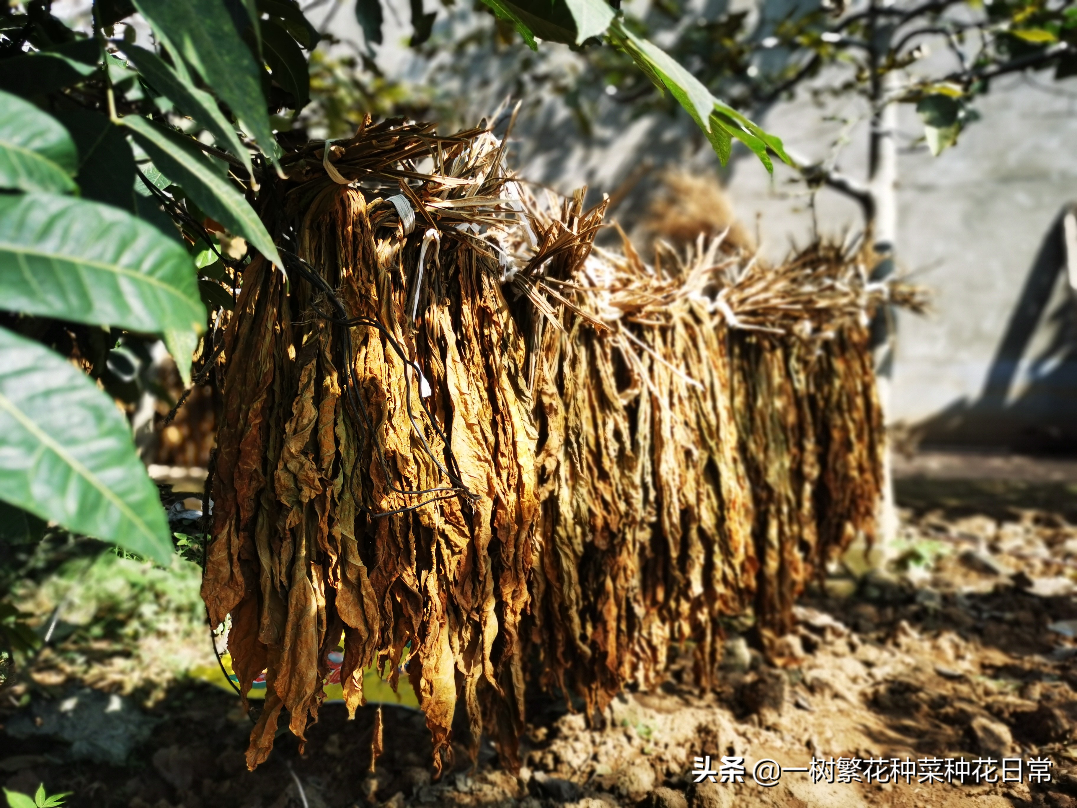 为了家人健康该怎么做,家养花卉如何防治病虫害小妙招