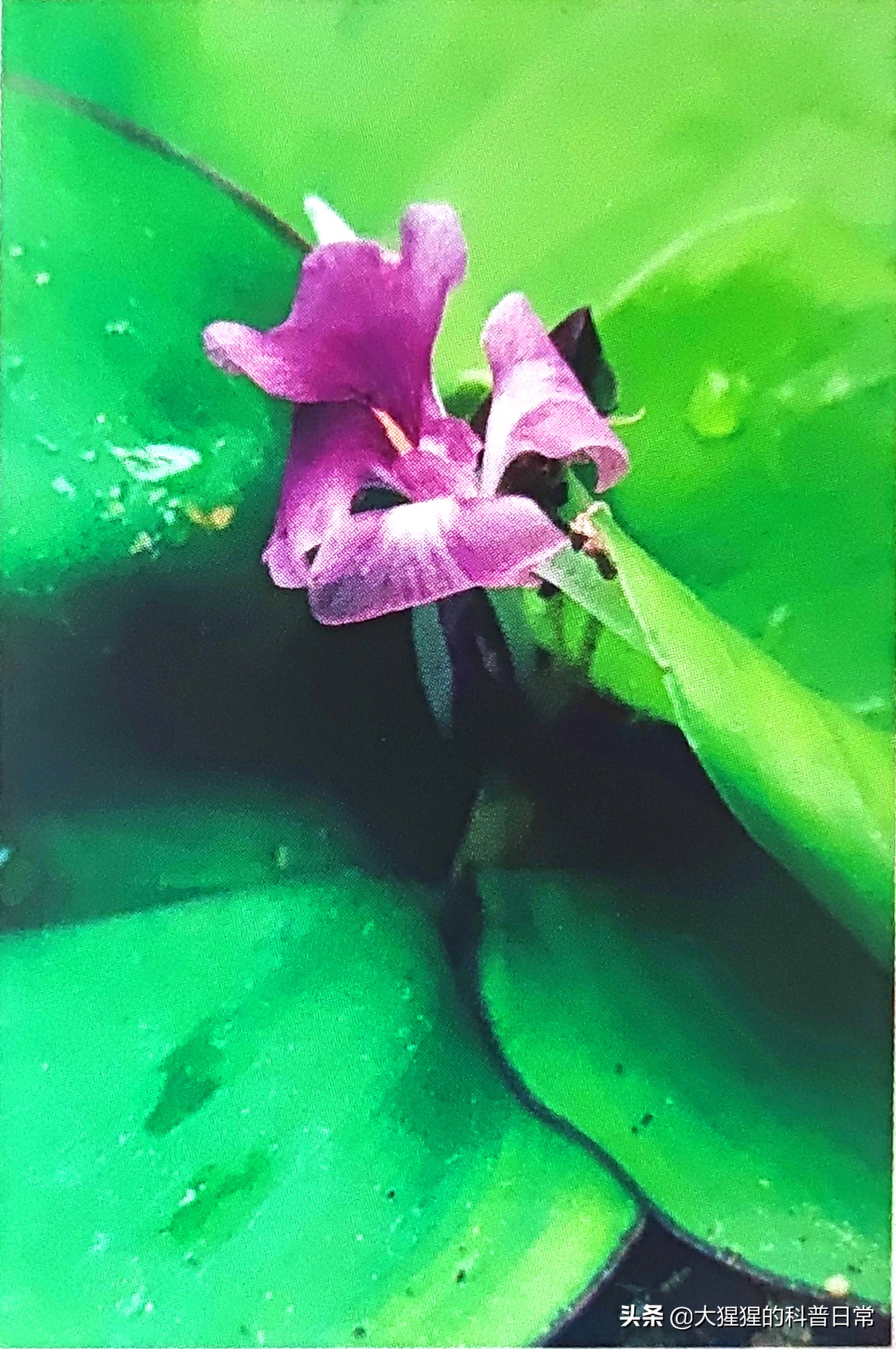 单子叶植物双子叶植物的简图,单子叶植物叶脉是什么