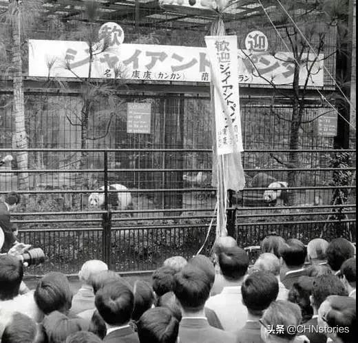 熊猫贝贝美国饲养员,海归大熊猫贝贝中国饲养员