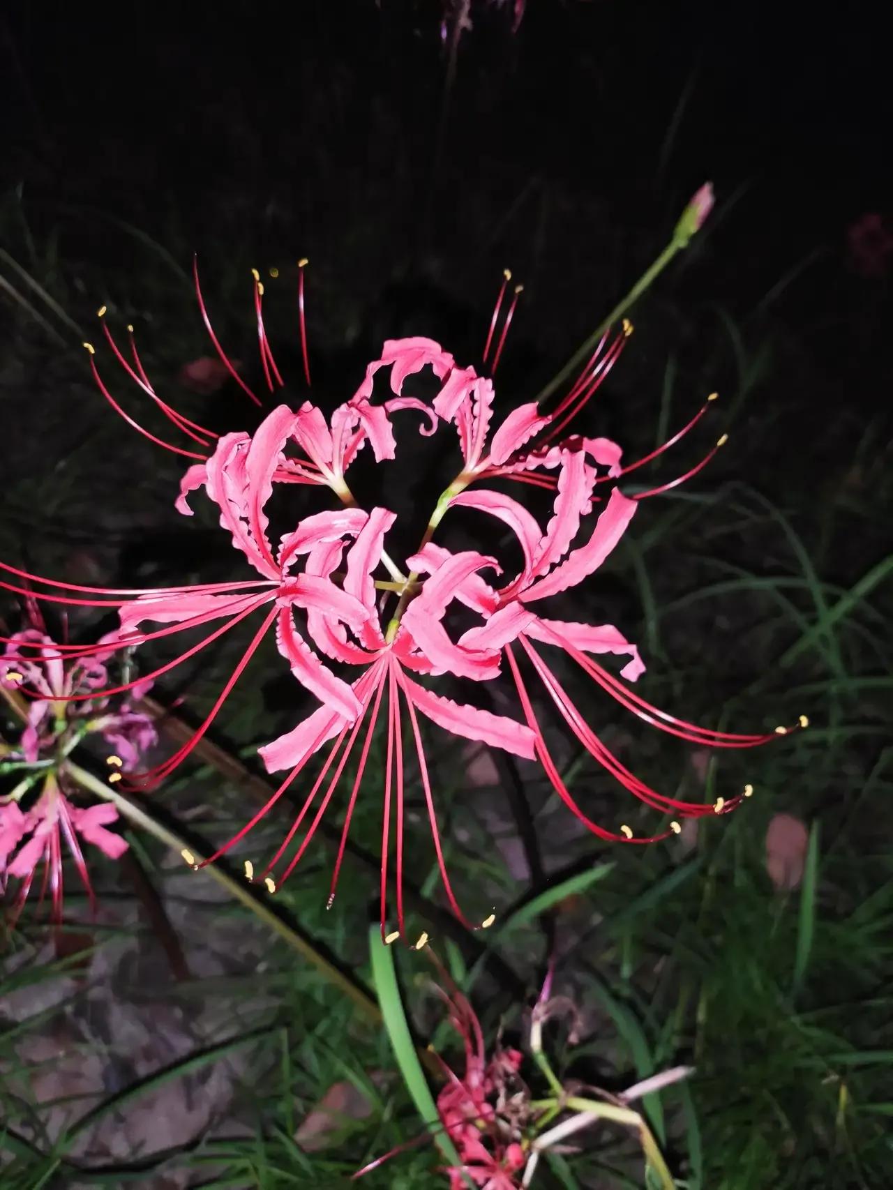 曼珠沙华和曼陀罗哪个有毒 (曼珠沙华可以在室内种吗有毒吗)