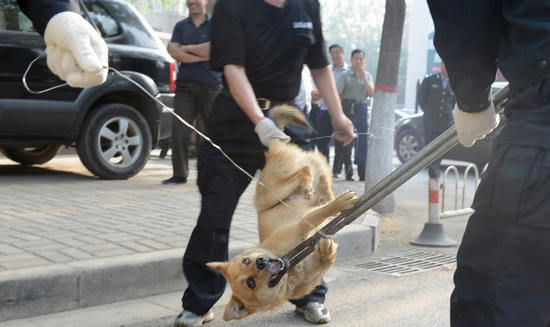 为什么狂犬病是100%的死亡率,为什么狂犬病的致死率是100%