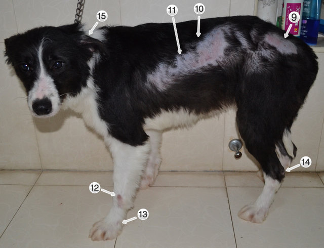 犬猫皮肤病应该怎么治疗？