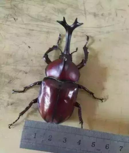 重口味慎入！美女玩起了大肉虫子，竟盘得又红又亮！