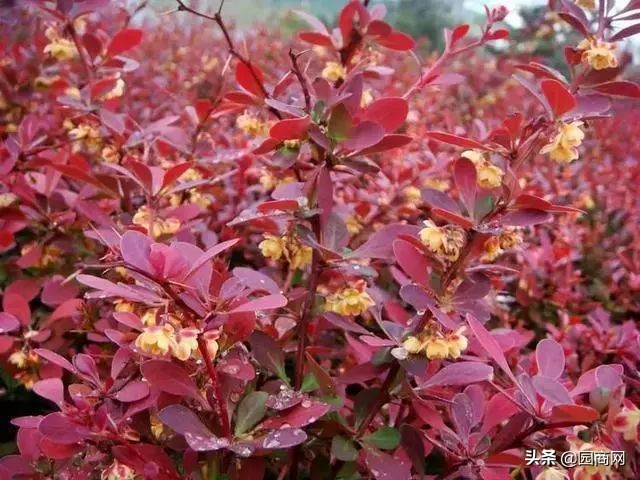 小色块苗的种植前景,色块杯苗什么品种用量大