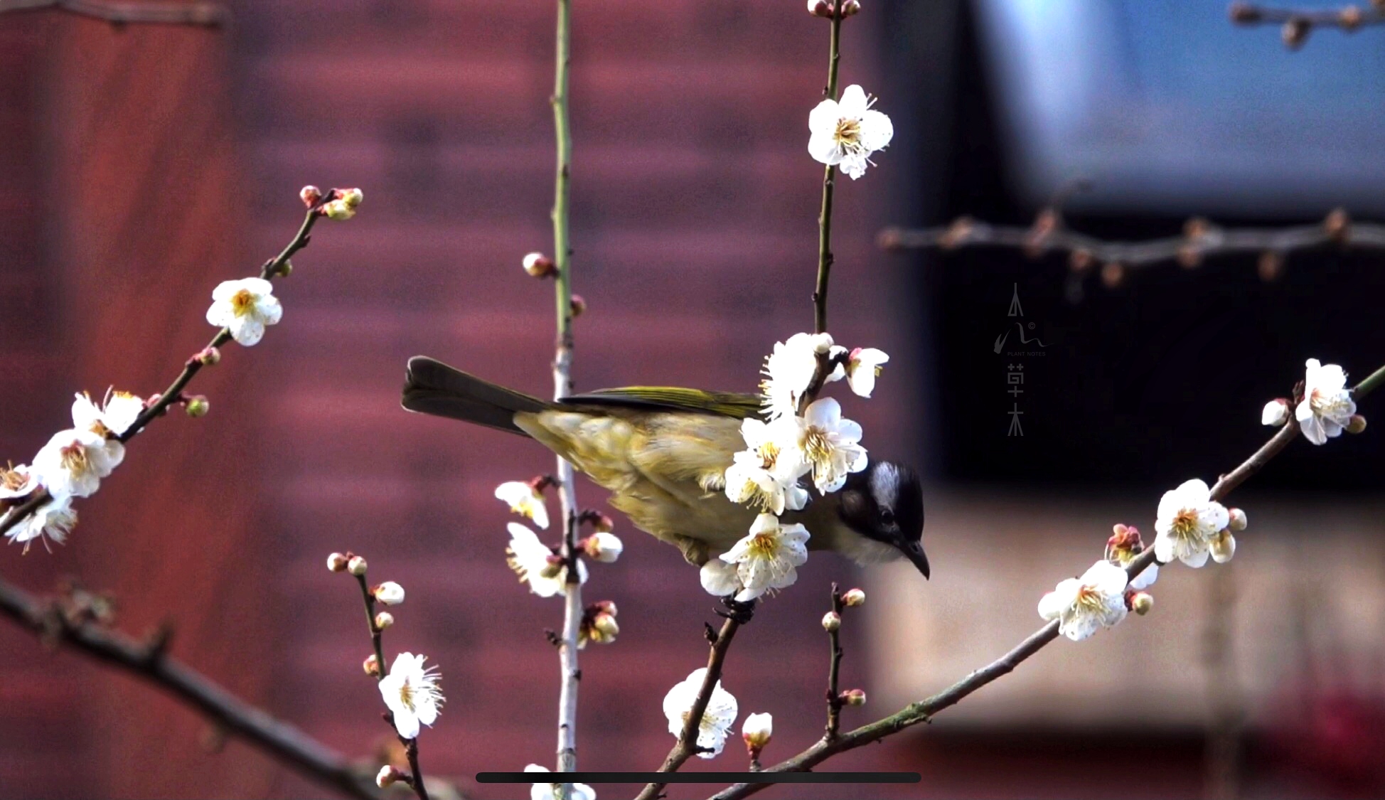 鹎踏梅枝自成画,花落如雨惊闲人