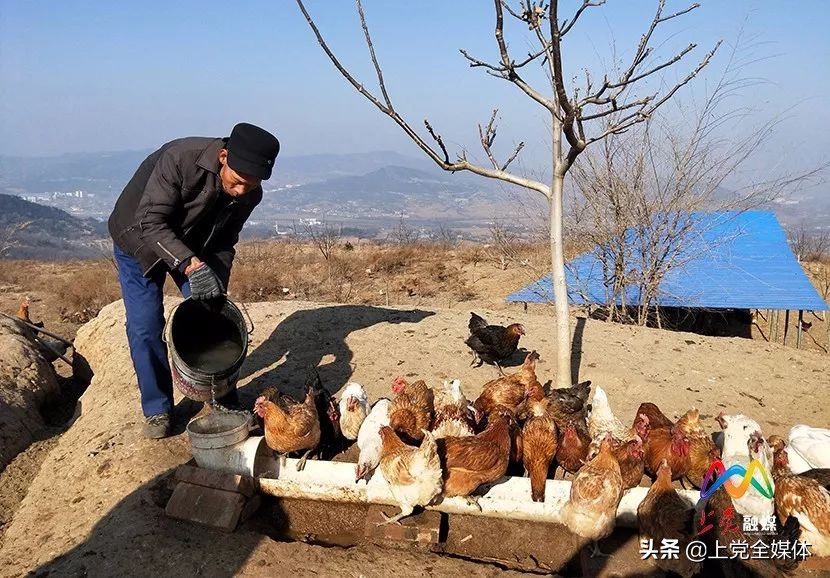 荒山林下养鸡真实案例,农村山坡笼养鸡的养殖方法