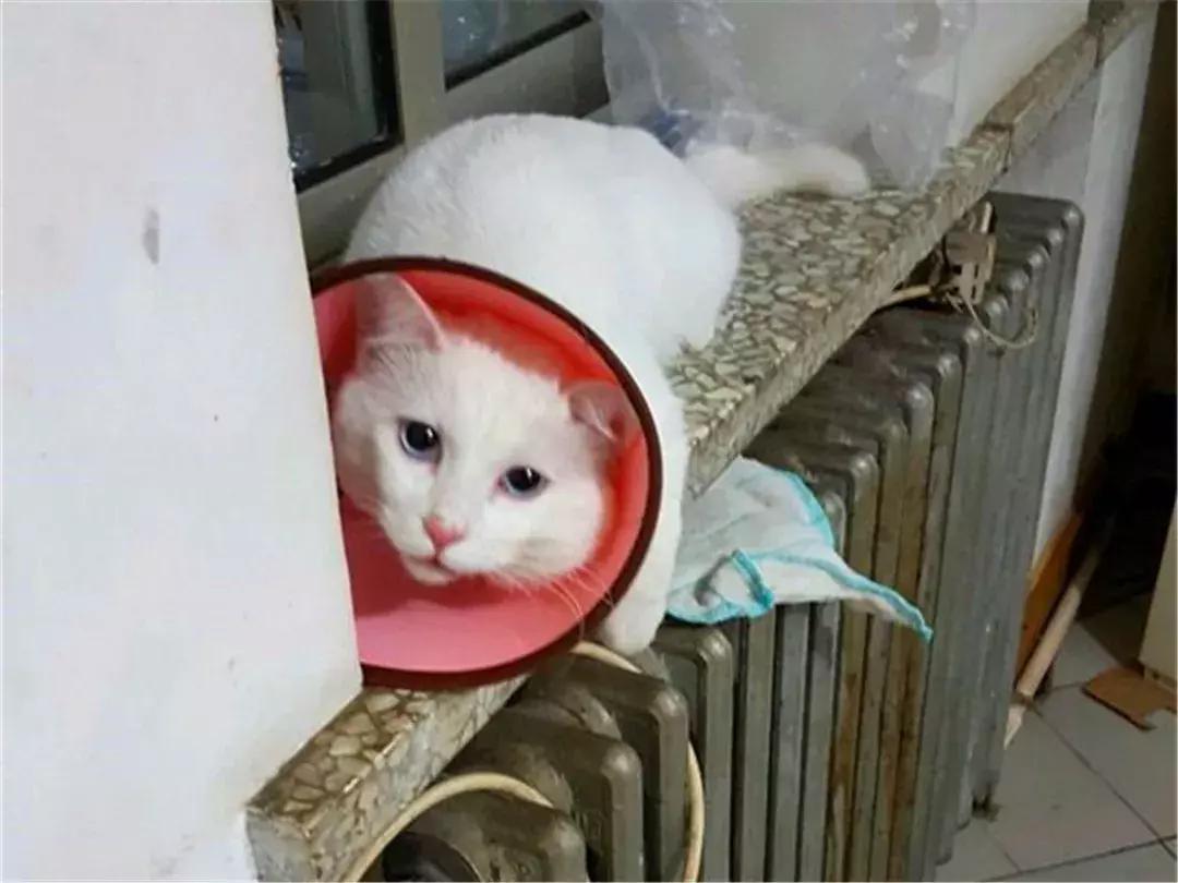 主人给猫绝育手术须知,绝育以后主人如何对它好