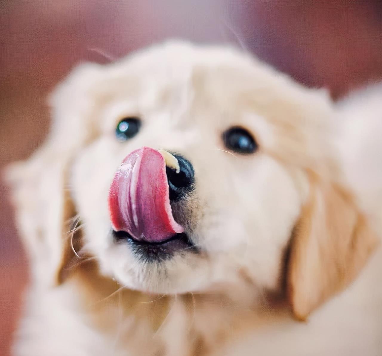 为什么狗狗喜欢舔主人的手,狗狗喜欢舔地板是什么原因