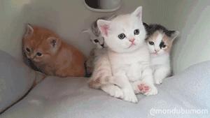 猫耳朵里有黑色脏东西是猫癣吗,猫耳朵里有黑黑的东西就是耳螨吗