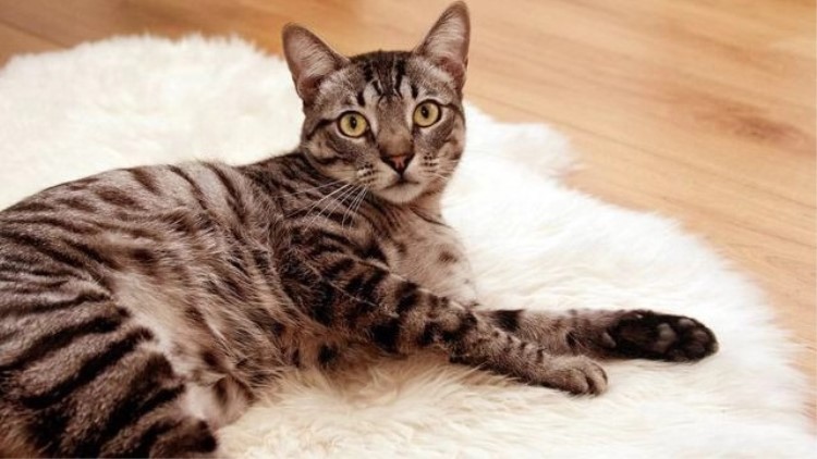 猫主子的一种用法,猫主子有什么表现