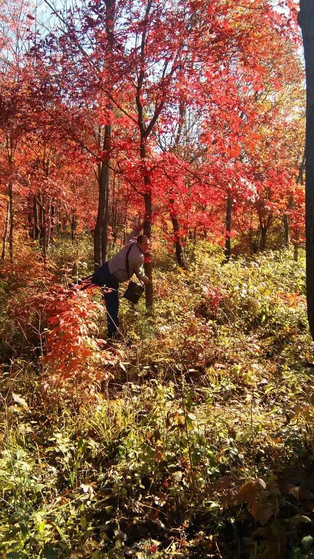 本溪画家村洋湖沟风景,本溪画家村洋湖沟露营