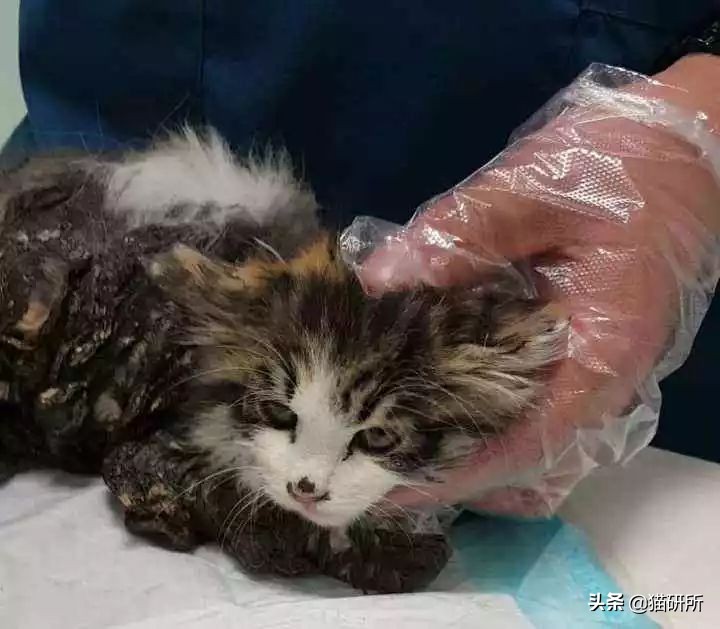 猫咪沾油怎么洗,如何洗猫咪粘毛的物品