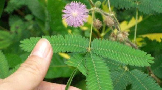 家里切记不要养这两种花,家里这5种花好看好养
