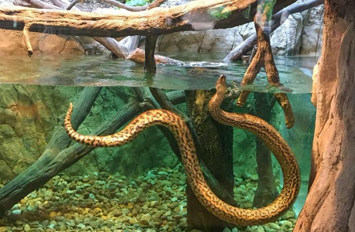 世界上体型最大最重的蛇是什么蛇,中国最大的眼镜蛇有多大