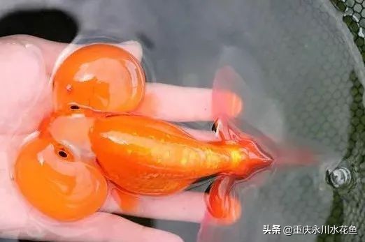 十大最好看的观赏鱼,观赏鱼100种形态