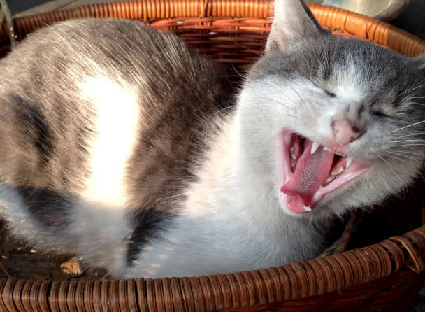 猫咪半夜猫叫怎么解决,怎么防止猫咪晚上乱叫