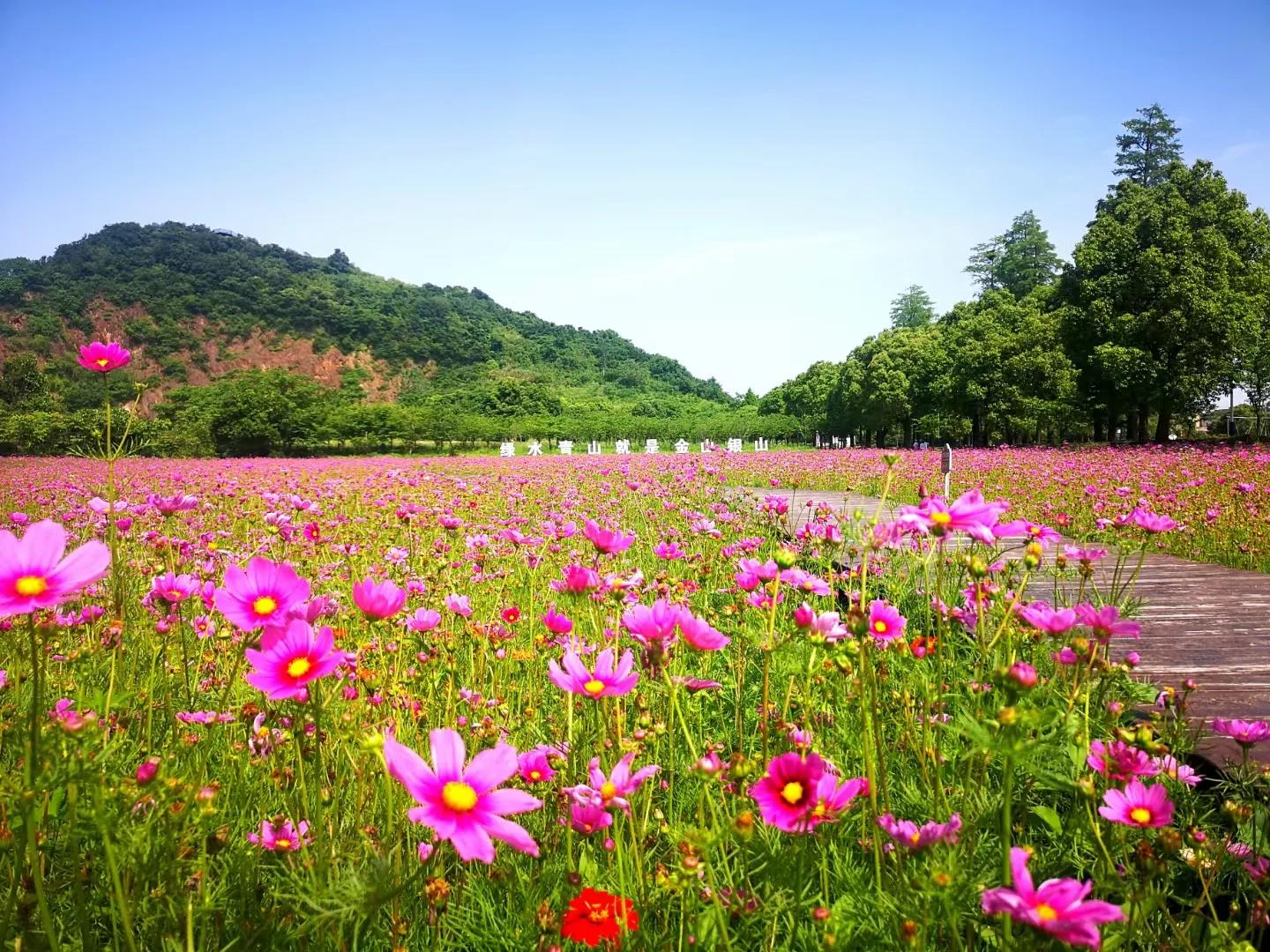 杭州灵隐寺千年古树,灵隐寺里面的树是啥树