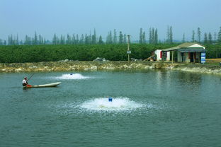 养鱼调水教学视频,小鱼塘养鱼怎样调水