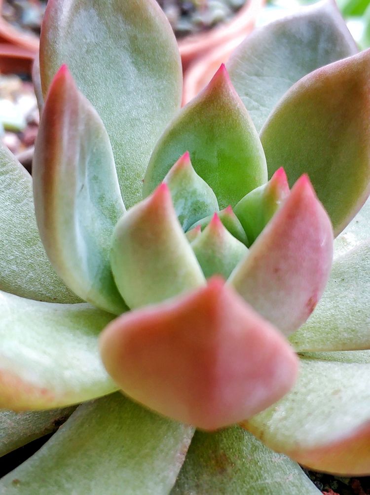 记录多肉长大的全过程,记录所有多肉成长过程