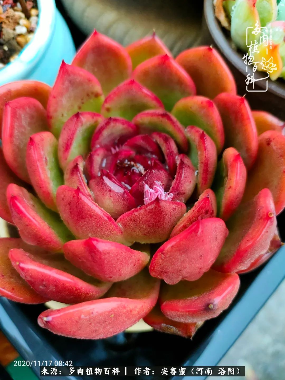 现在是多肉最美的季节,多肉最美的季节来啦