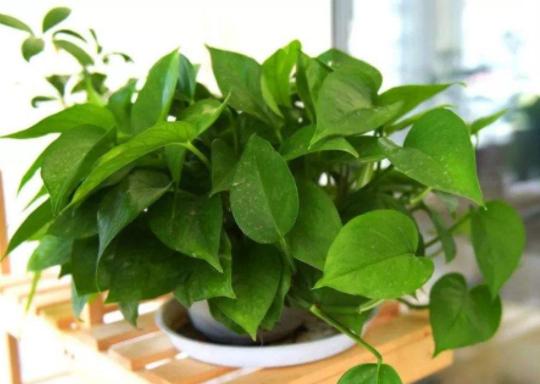 养花浇淘米水和啤酒好吗,啤酒养花好还是雪碧养花好