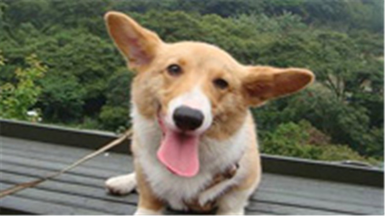 柯基犬智商排在第几名最新,柯基犬智商排第几