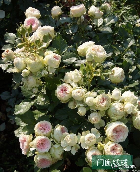 月季哪些品种大花又香,月季哪些品种花期长耐阴耐寒耐旱