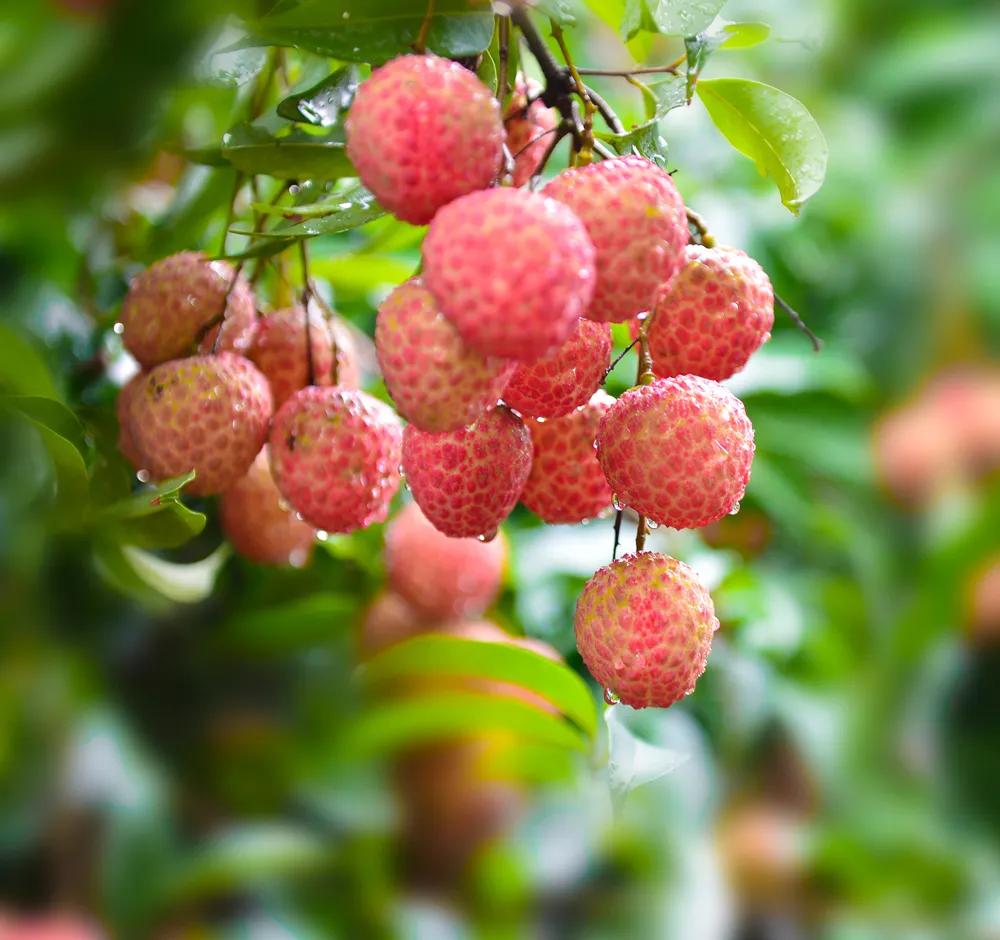 惠阳有多大,惠阳有多少镇