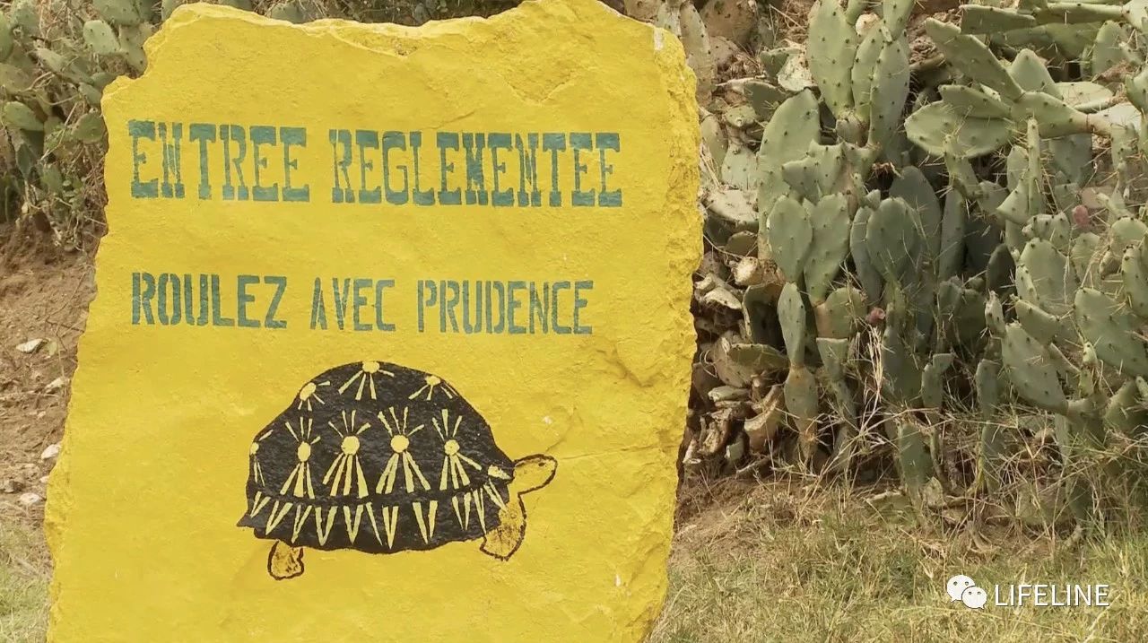 龟中“考拉”，请别让我们的孩子在博物馆见到它们...