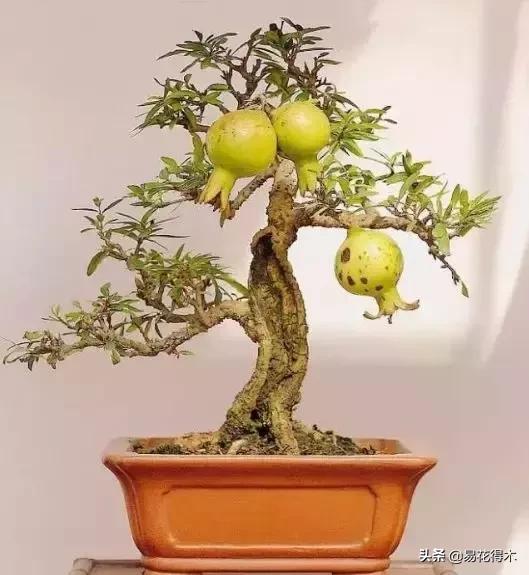 石榴盆景教程,石榴盆景养护小视频