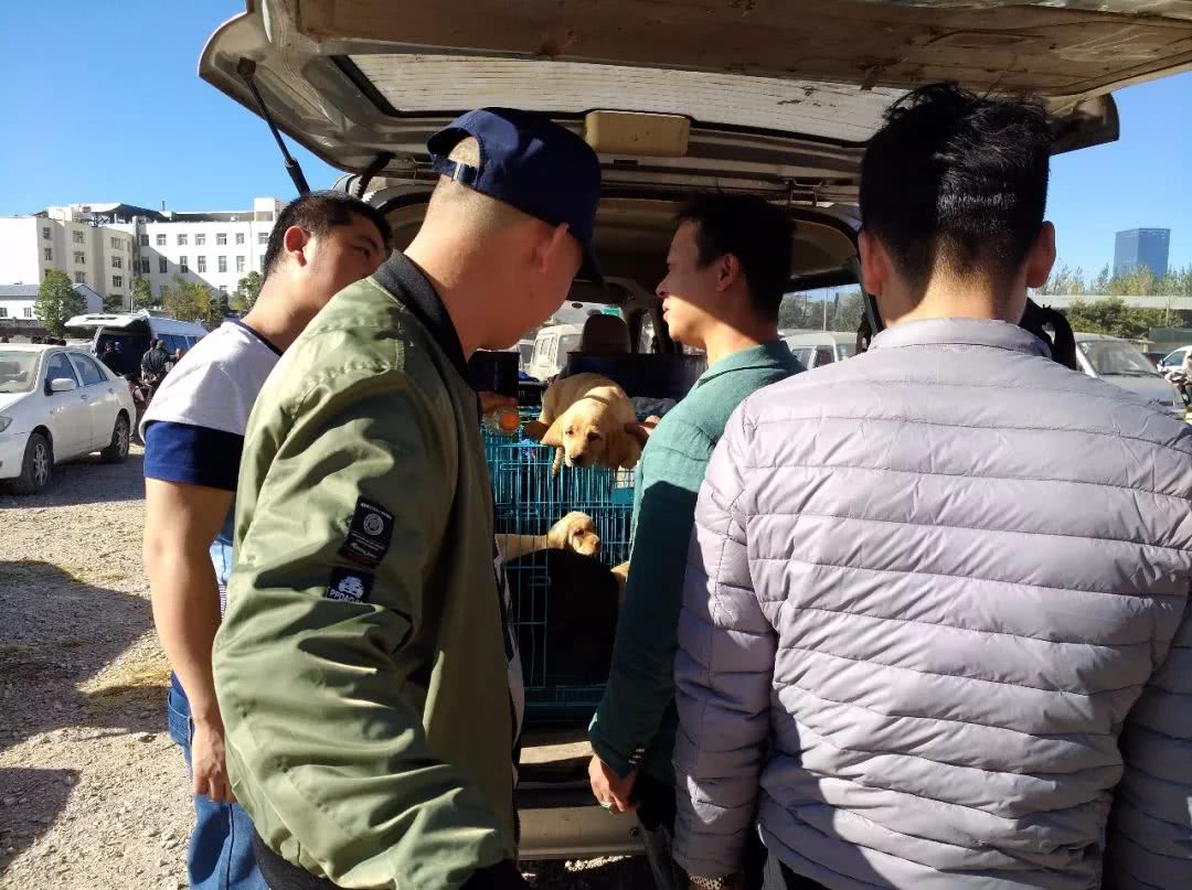 拉布拉多在狗市上卖多少钱,去狗市买拉布拉多如何砍价