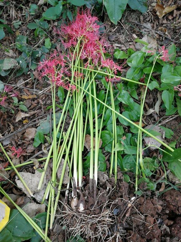 无意间发现了一株幽灵花,大山深处难得一见的幽灵花