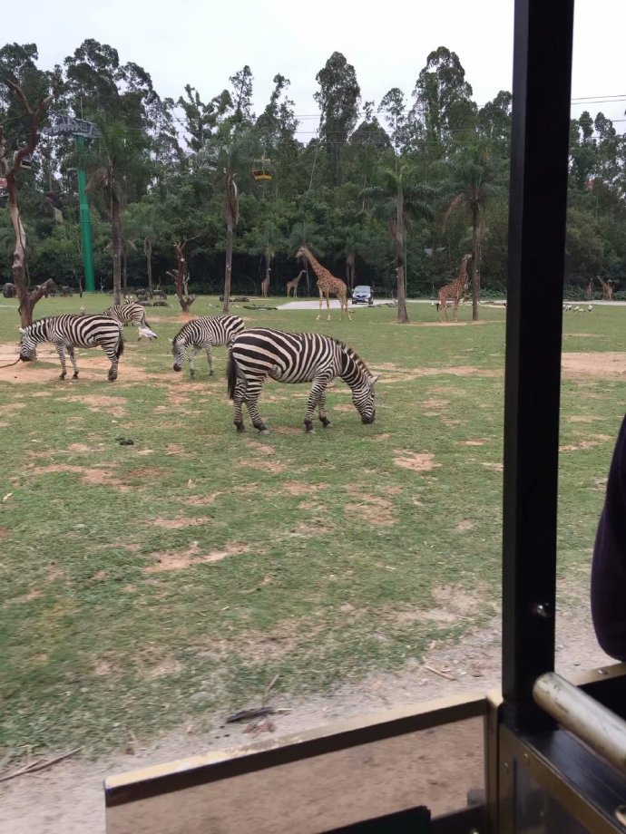 长隆野生动物园旅游攻略带娃,广州长隆动物园适合亲子游