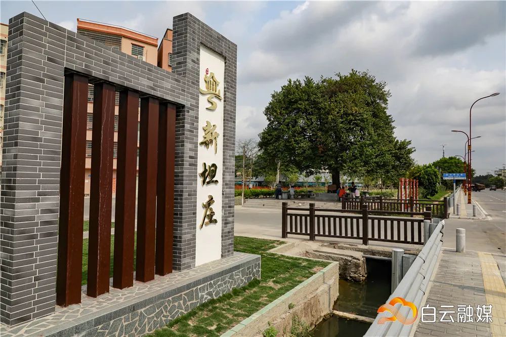 白云这个村,为百年杨桃树建新“家”,占地近9000平方米